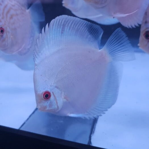 Blue Diamond Discus 4-4.5”