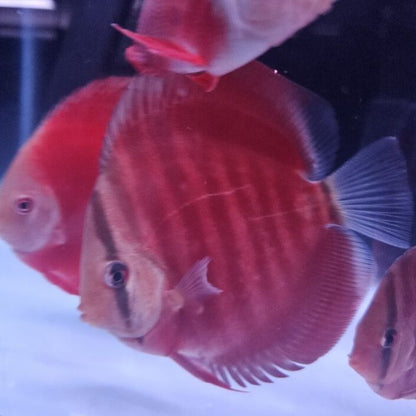 Red Rose Discus-4-4.5"