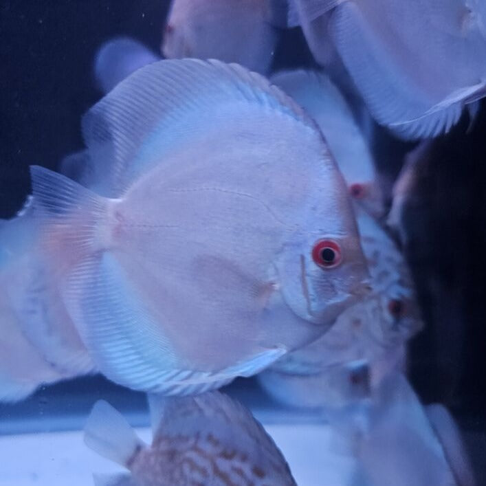 Blue Diamond Discus 4-4.5”