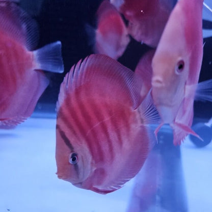 Red Rose Discus-4-4.5"