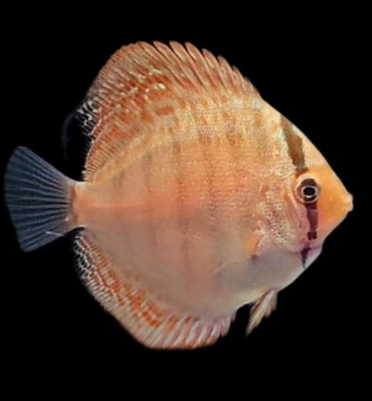 6x Baby Discus Fish-King Viper Strain 2".