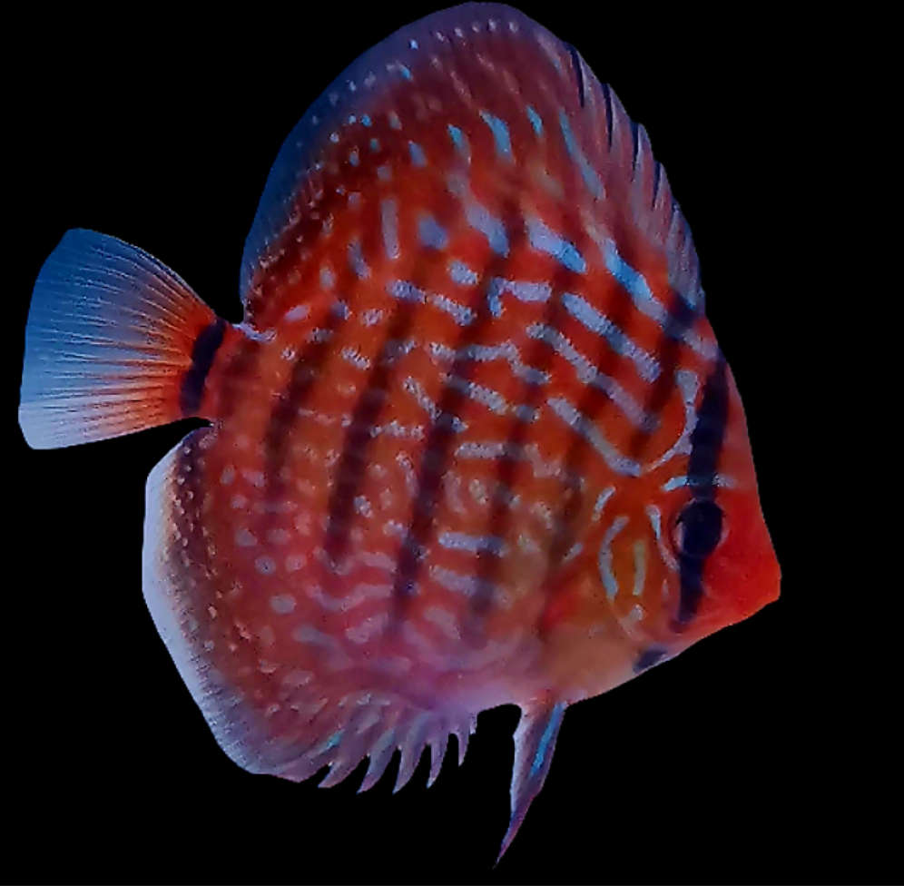 6x Juvenile Altum Flora Discus 3.5"