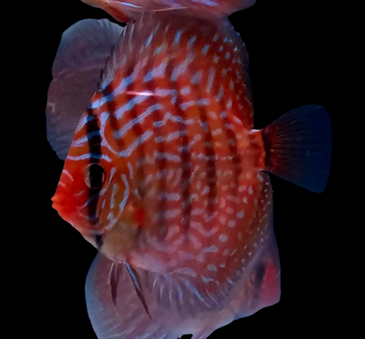 6x Juvenile Altum Flora Discus 3.5"