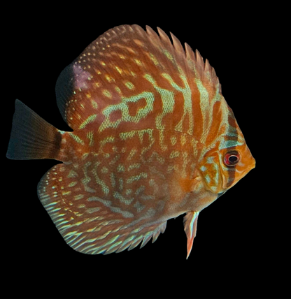 Juvenile Blue Turquoise Discus 2.5-3"