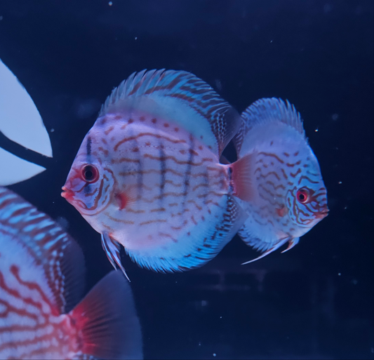 Reflection D Discus-4"