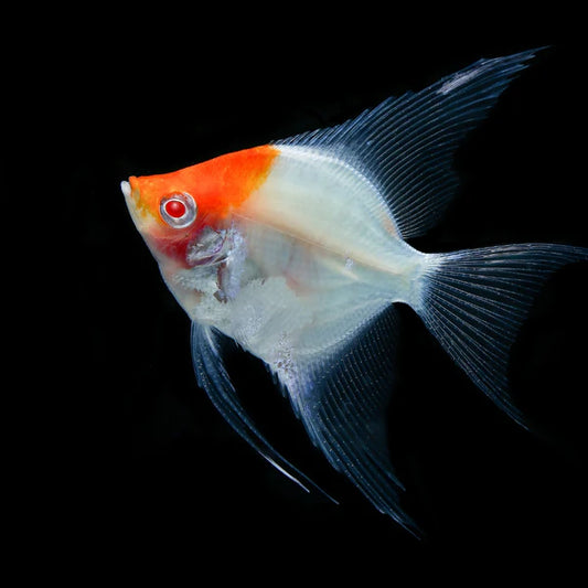 Red Cap Albino Angelfish-Medium