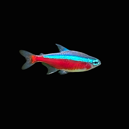 Cardinal Tetra