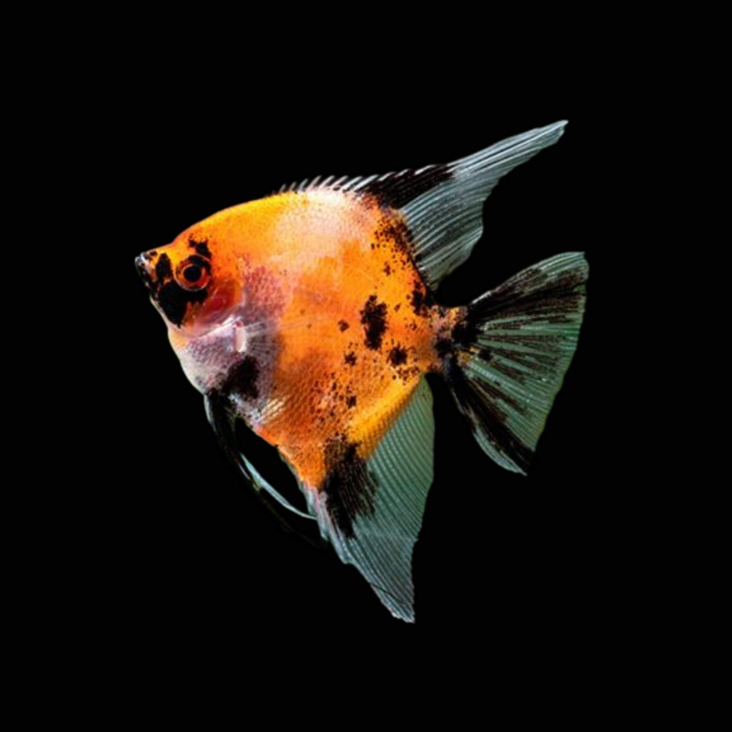 Red Devil Angelfish-Small