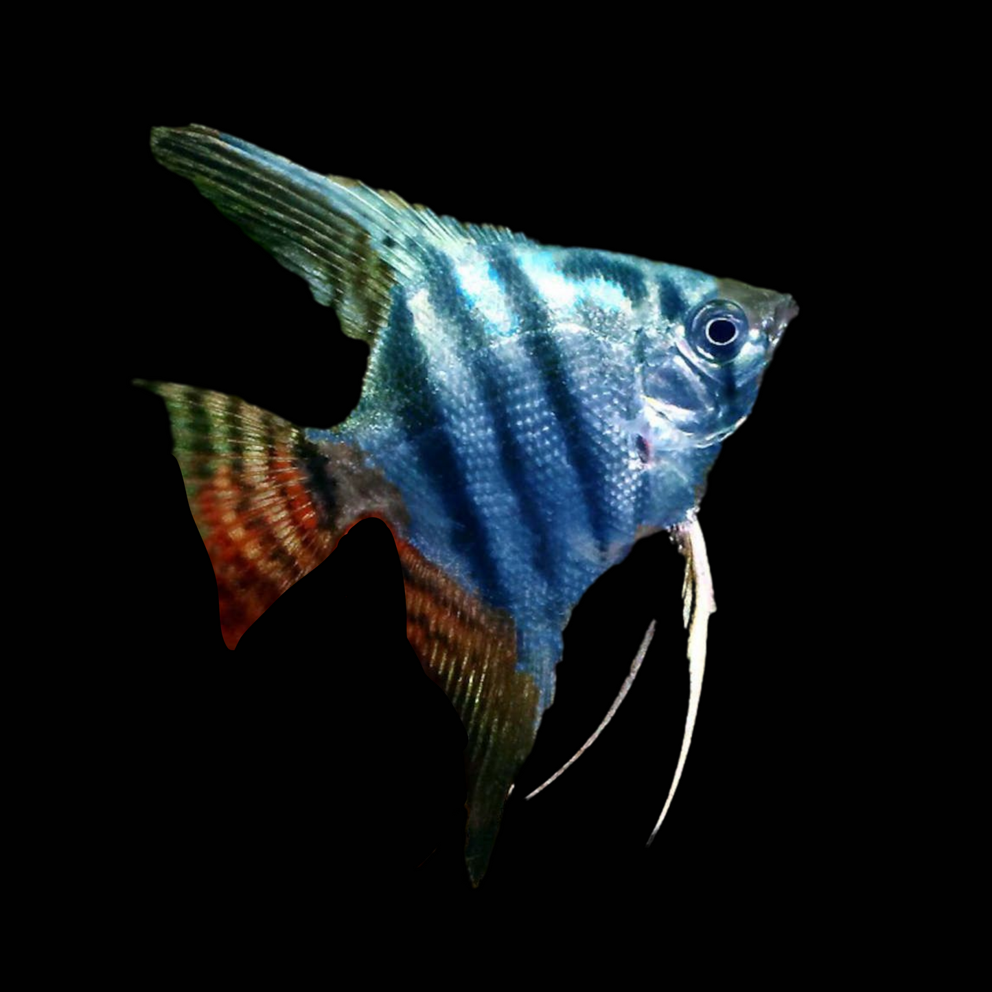 Blue Pinoy Angelfish-Small