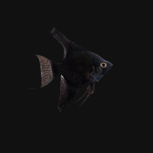 Full Black Angelfish-Small