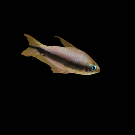 Emperor Tetra