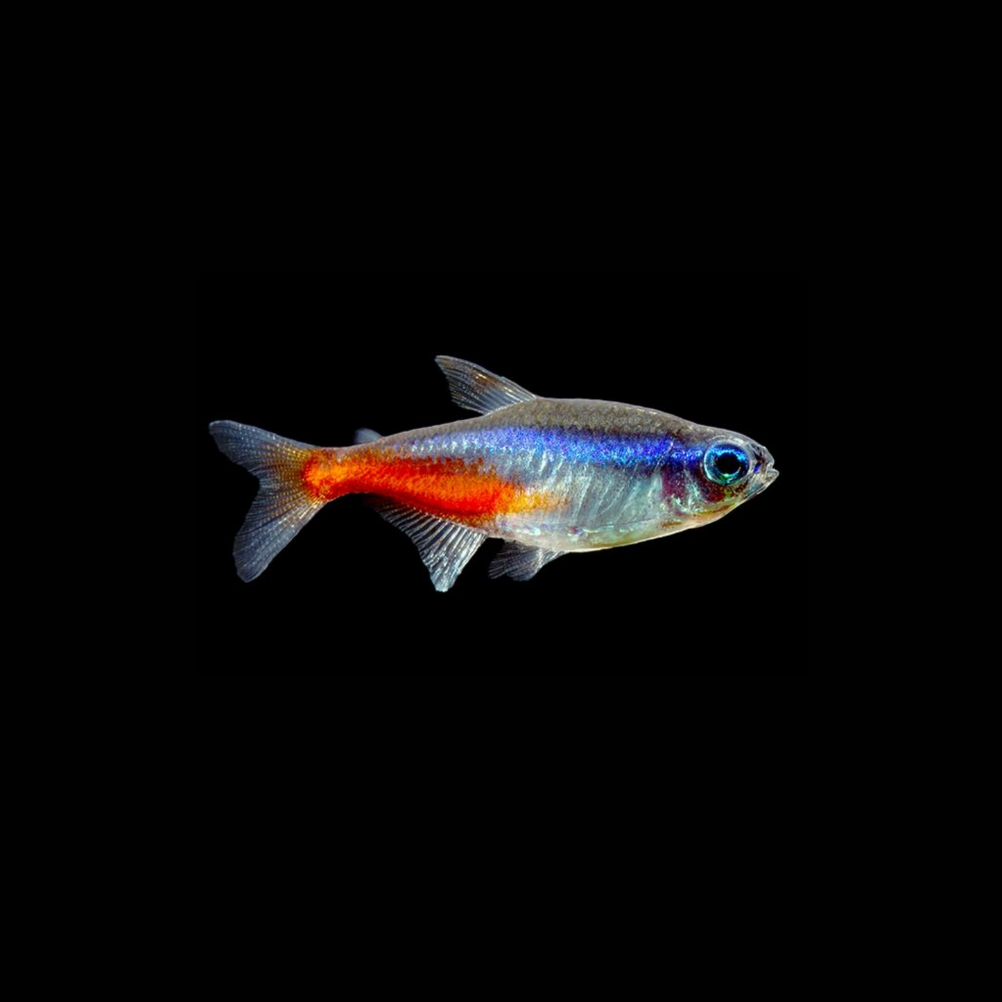 Neon Tetra