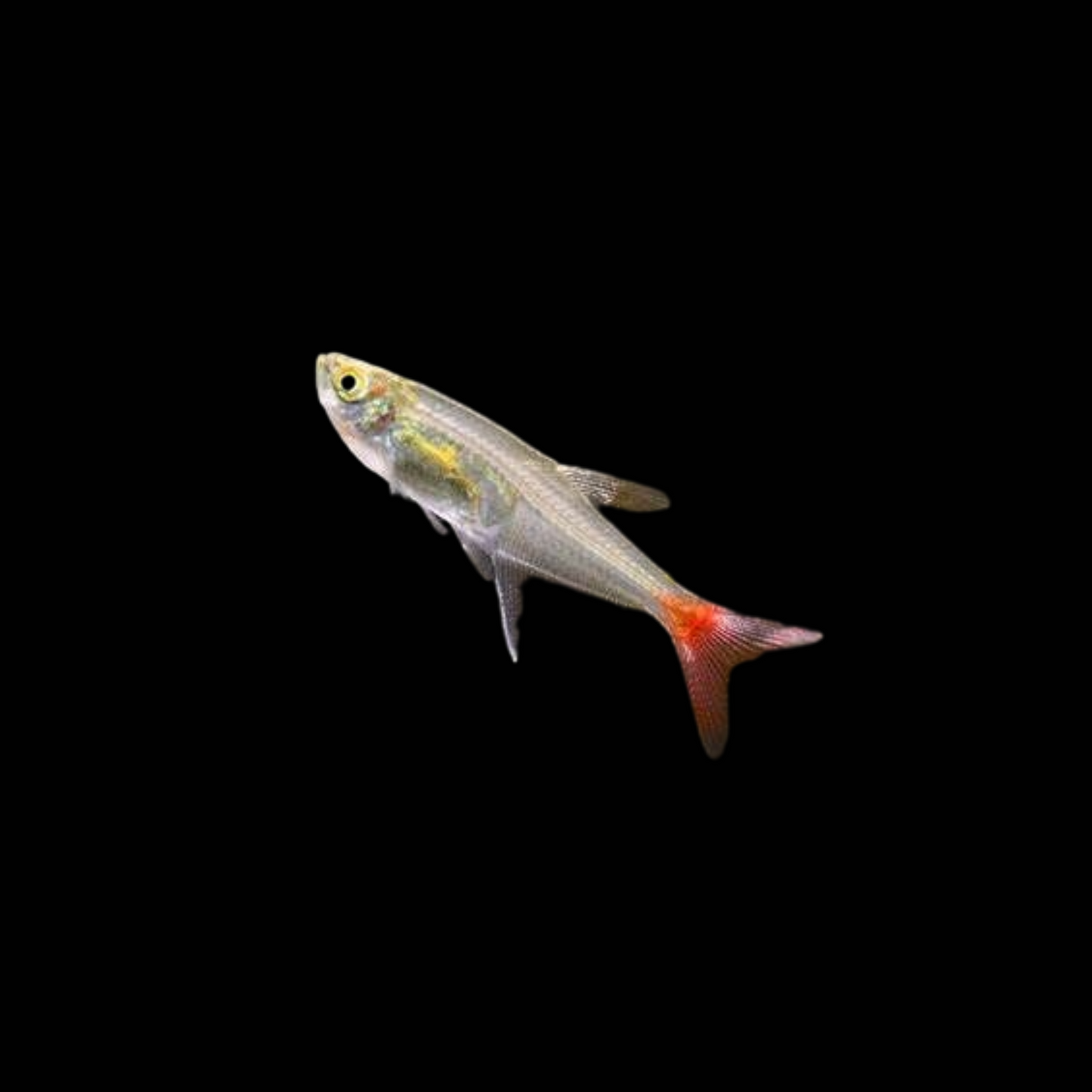 Glass Bloodfin Tetra