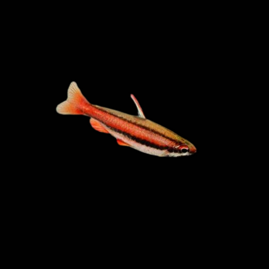 Red Pencil Tetra