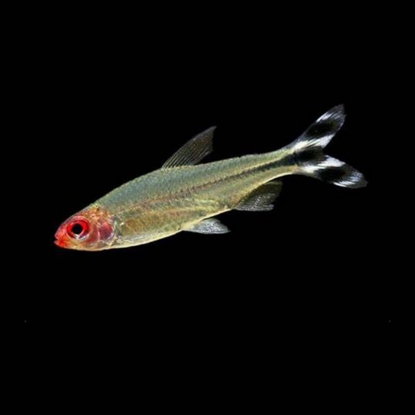 Rummy Nose Tetra