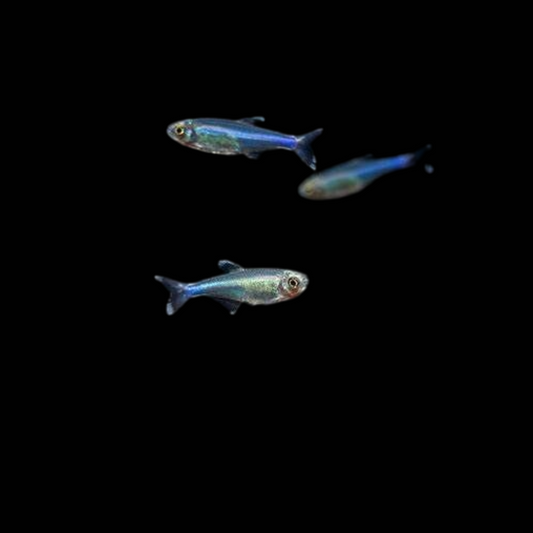 Blue King Tetra-NanoFish