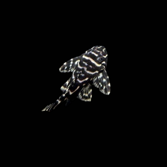 Pleco L73B-Small Size(3cm Body)