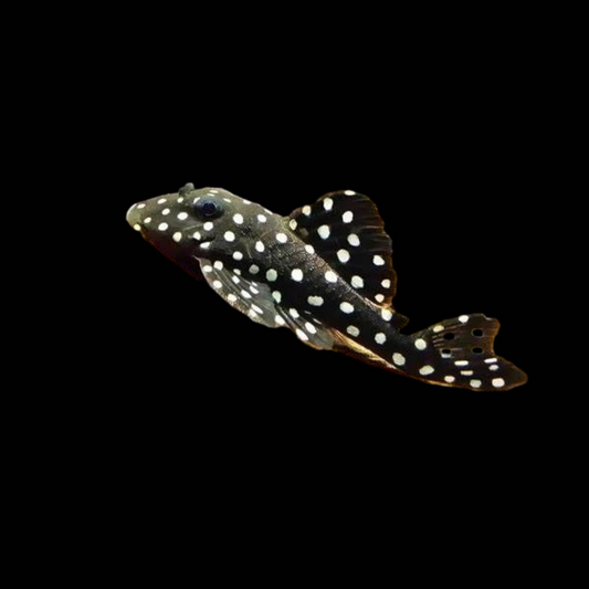 Pleco L201-Small Size(3cm Body)