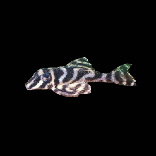 Pleco L270-Small Size (3 cm Body)