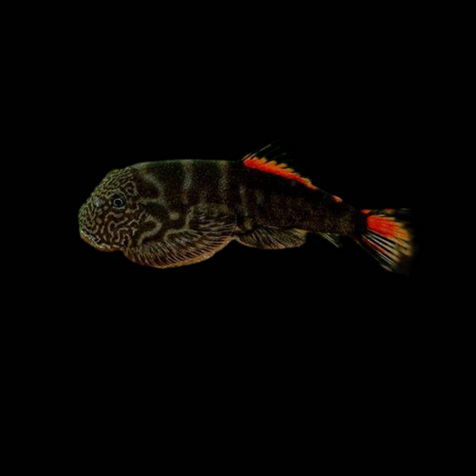 Bloody Mary Borneo Loach-Small Size (3 cm)