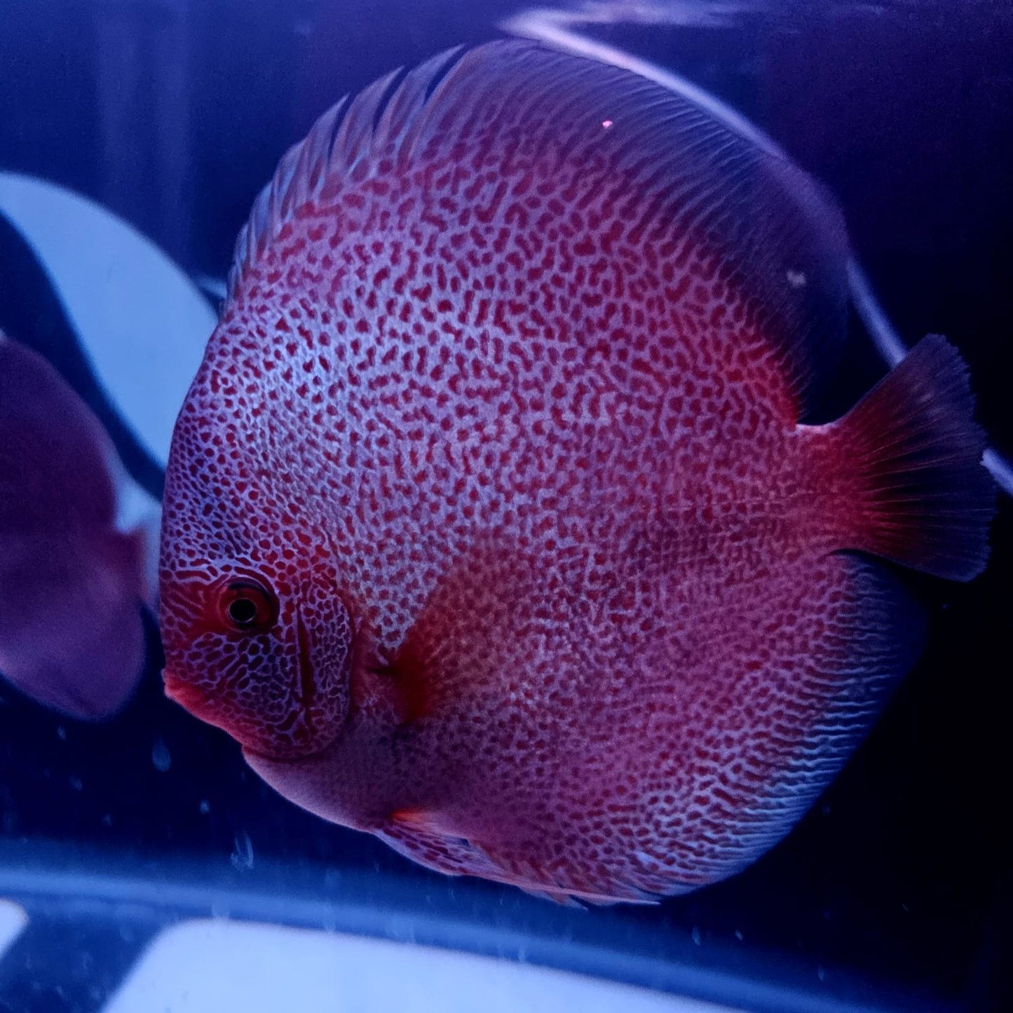 Panthera Discus 5.5-6"