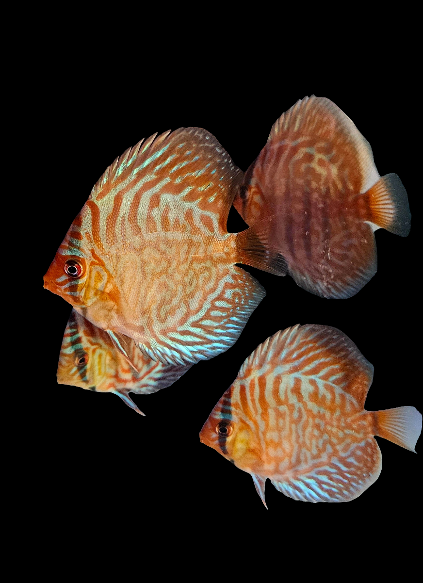 Juvenile Blue Turquoise Discus 2.5-3"