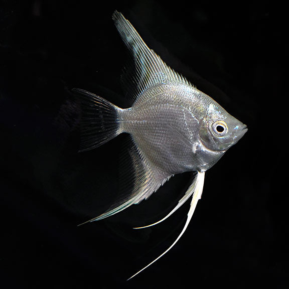 Platinum Angelfish-Small