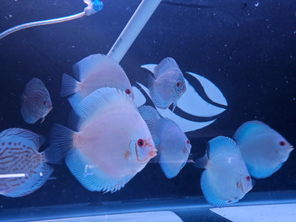 Blue Diamond Discus 4-4.5”