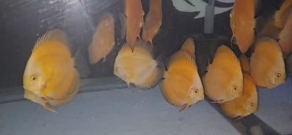 Yellow Golden Discus 4-4.5”