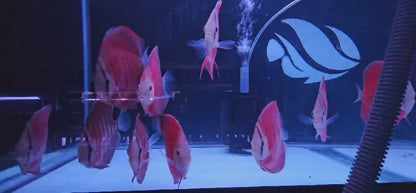 Red Rose Discus-4-4.5"