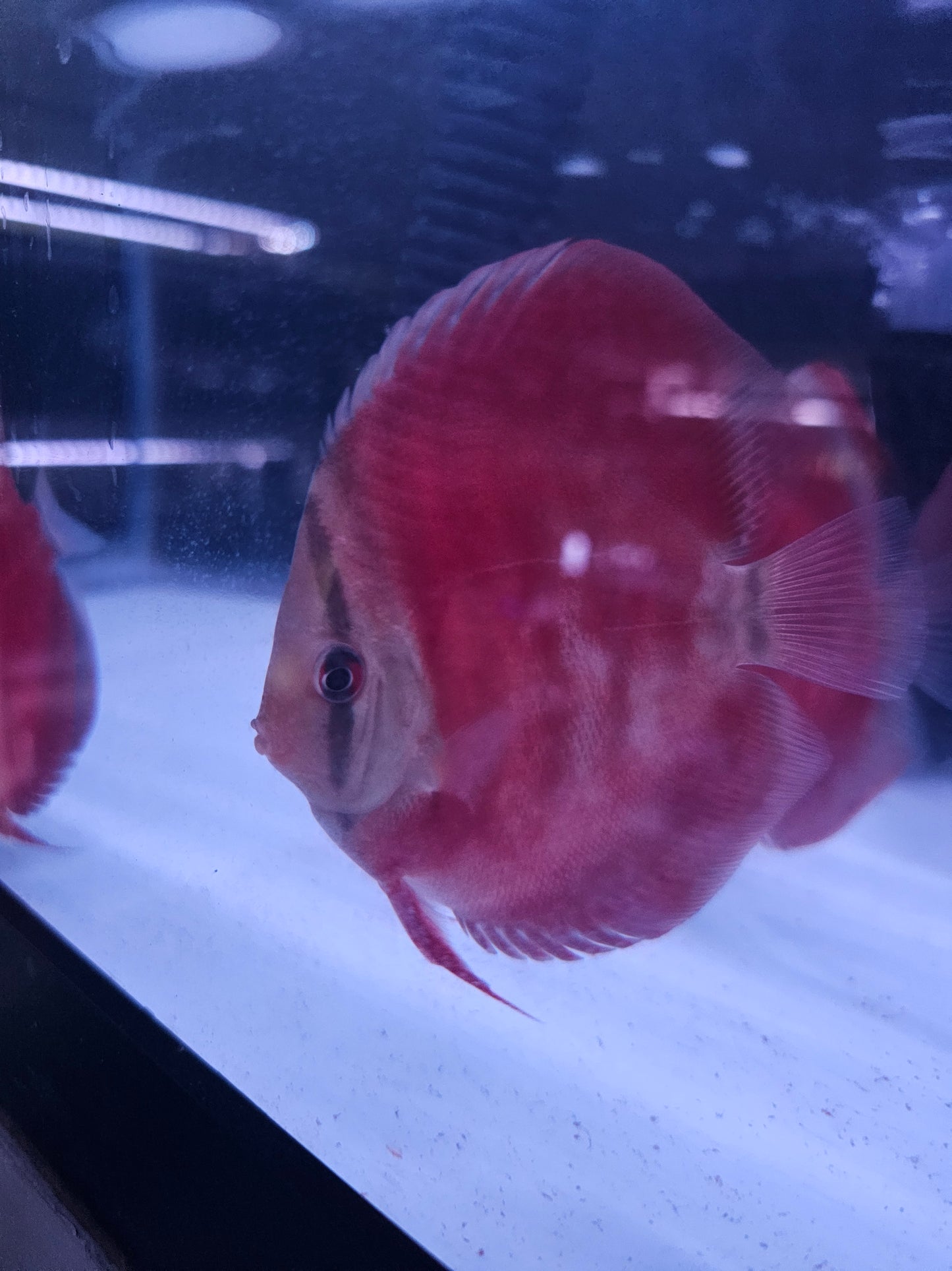 Red Rose Discus-4-4.5"