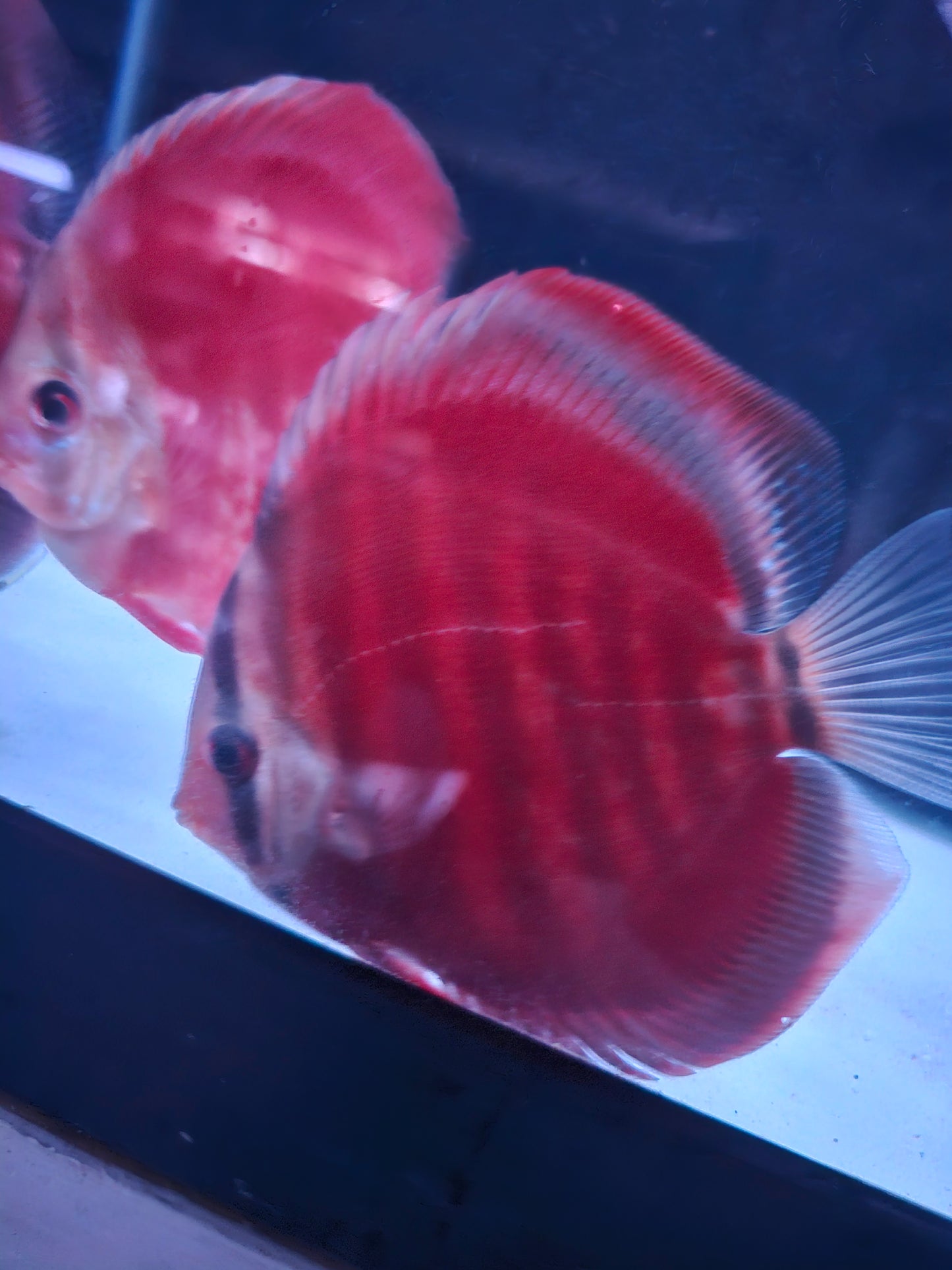 Red Rose Discus-4-4.5"