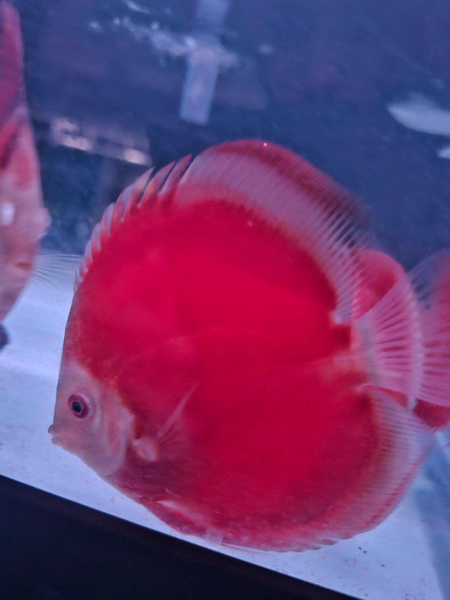 Red Rose Discus-4-4.5"