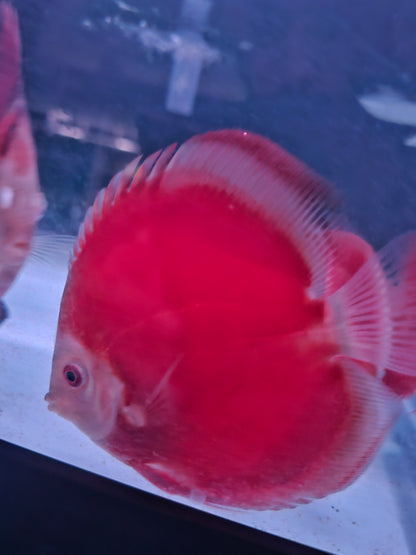 Red Rose Discus-4-4.5"