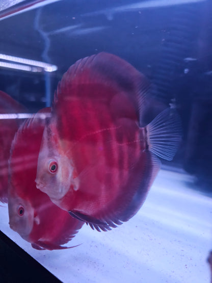 Red Rose Discus-4-4.5"