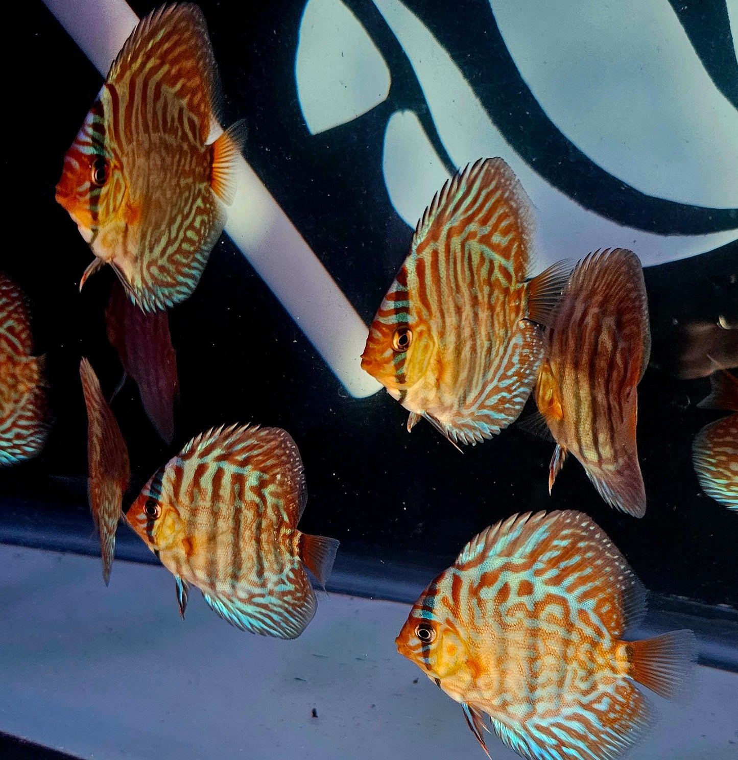 Juvenile Blue Turquoise Discus 2.5-3"