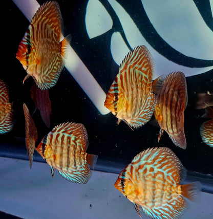 Juvenile Blue Turquoise Discus 2.5-3"