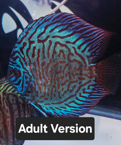 6x Juvenile Blue Turquoise Discus 3.5"