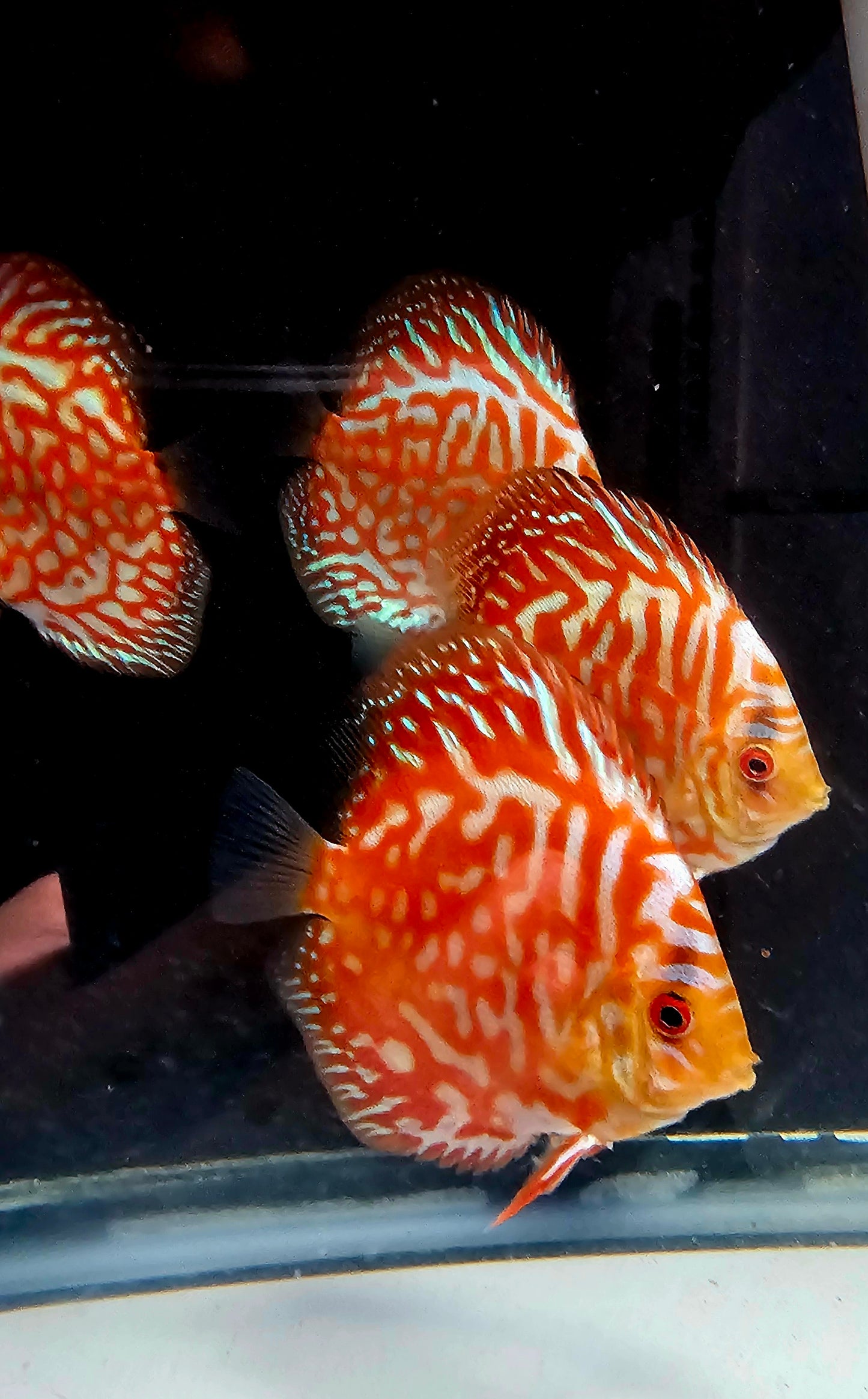Juvenile Red Turquoise Discus-2.5-3"