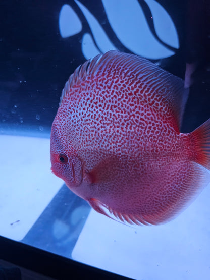 Panthera Discus 5.5-6"