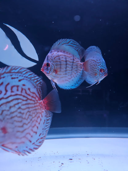 Reflection D Discus-4"