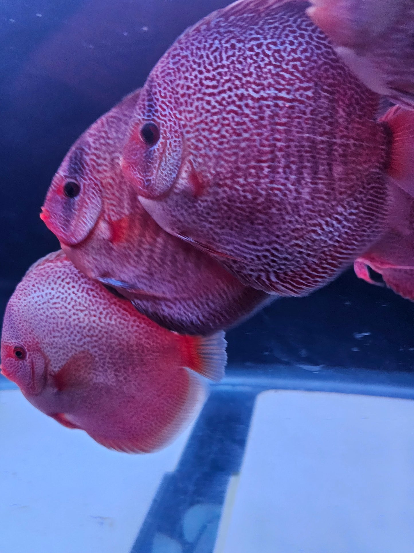 Panthera Discus 5.5-6"