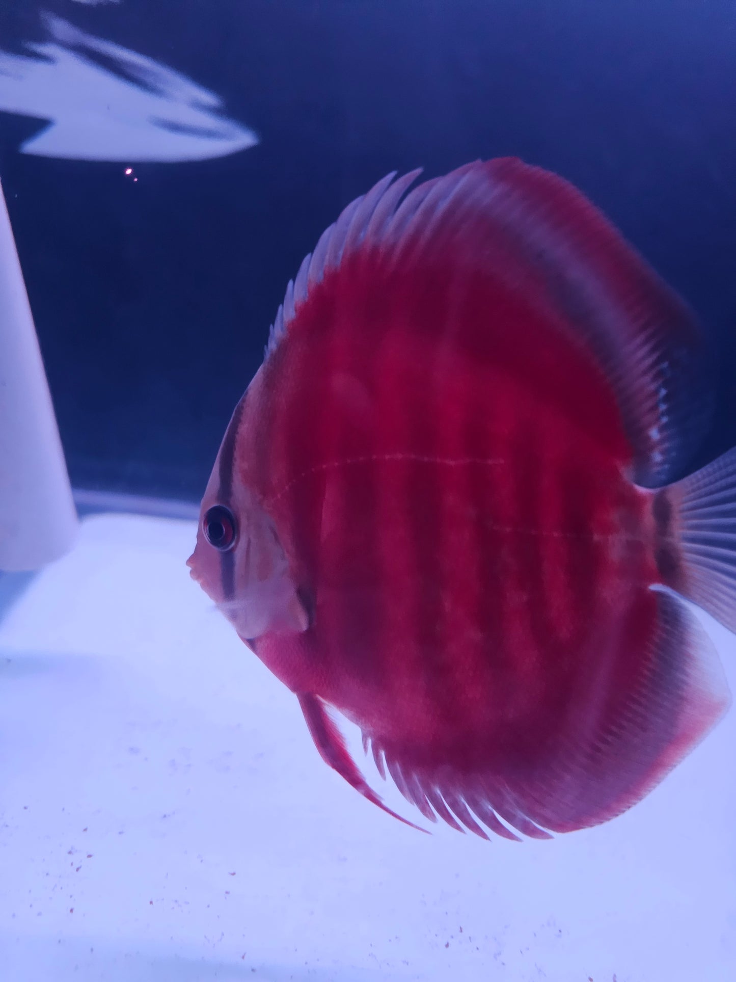 Red Rose Discus-4-4.5"