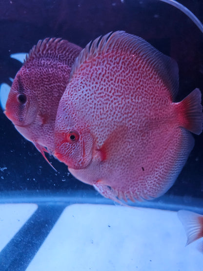 Panthera Discus 5.5-6"