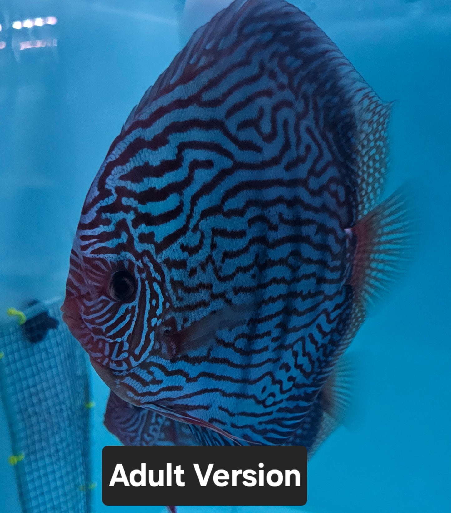 6x Juvenile Altum Flora Discus 3.5"