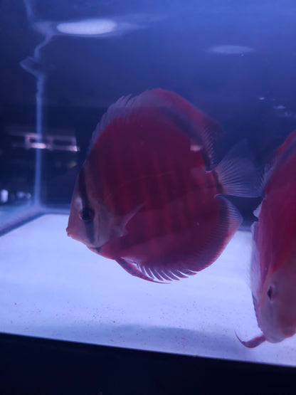 Red Rose Discus-4-4.5"