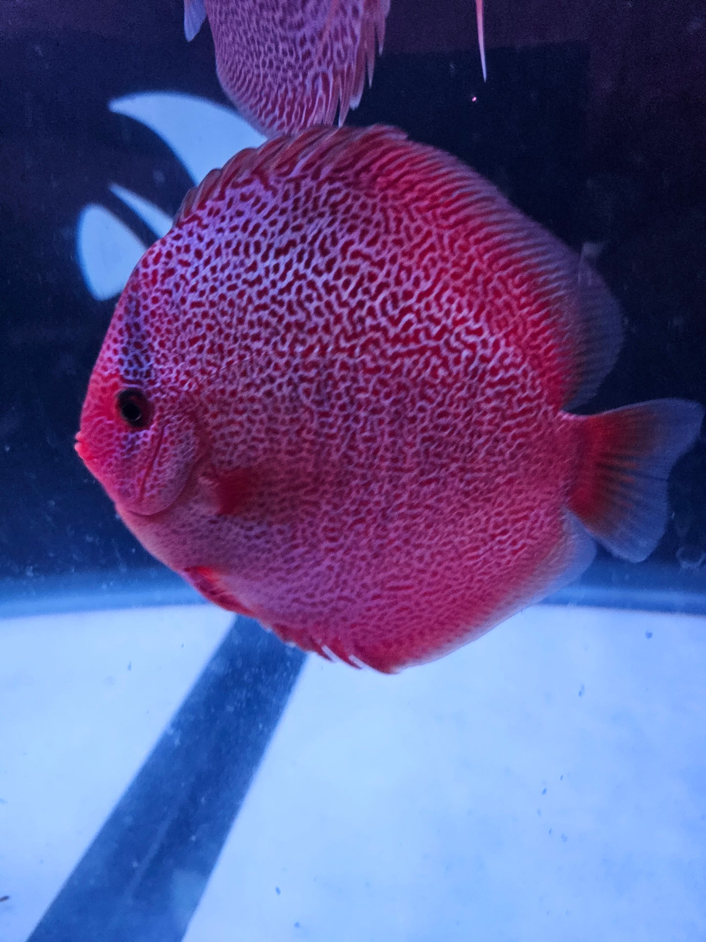 Panthera Discus 5.5-6"