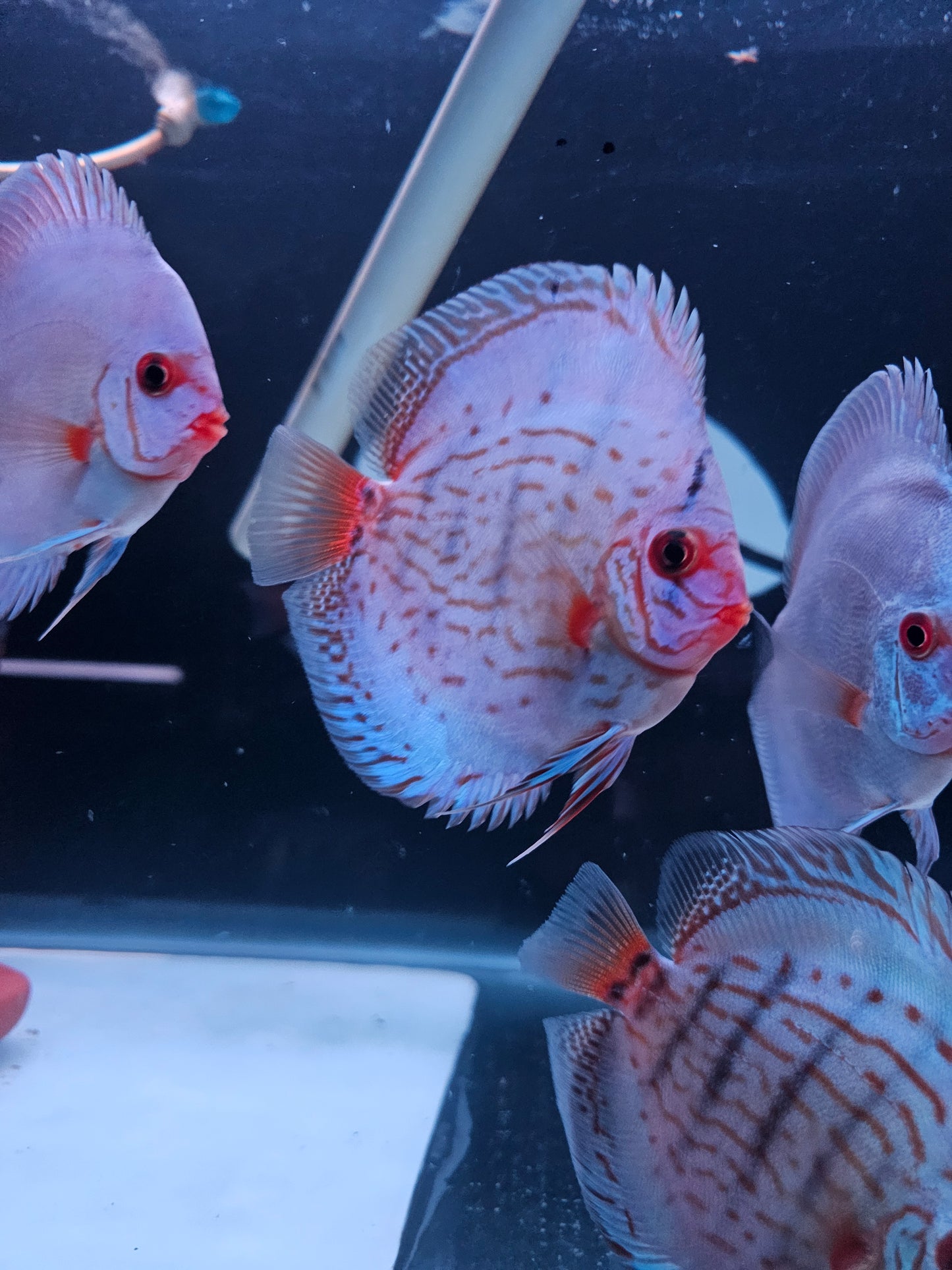 Reflection D Discus-4"