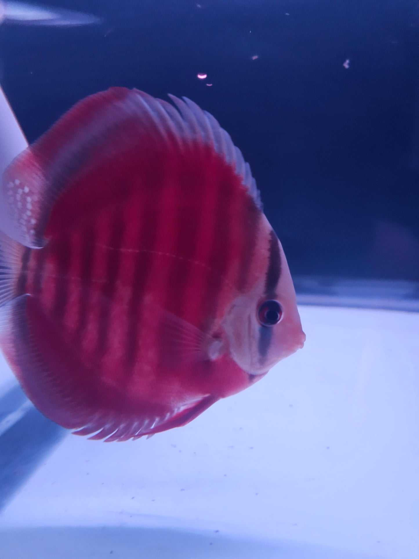 Red Rose Discus-4-4.5"