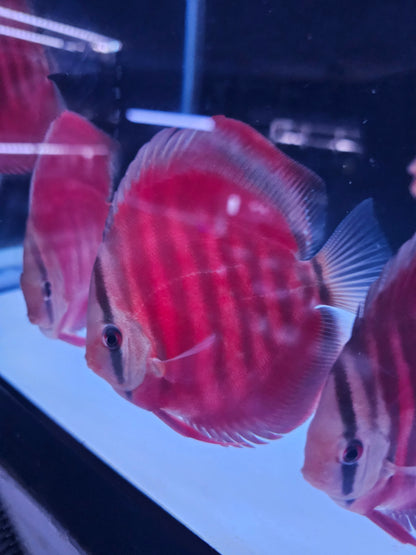 Red Rose Discus-4-4.5"